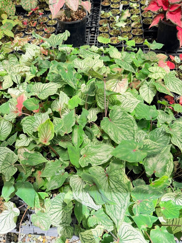 Caladium Bicolor - NOID [Free] All states ok | Uprooted
