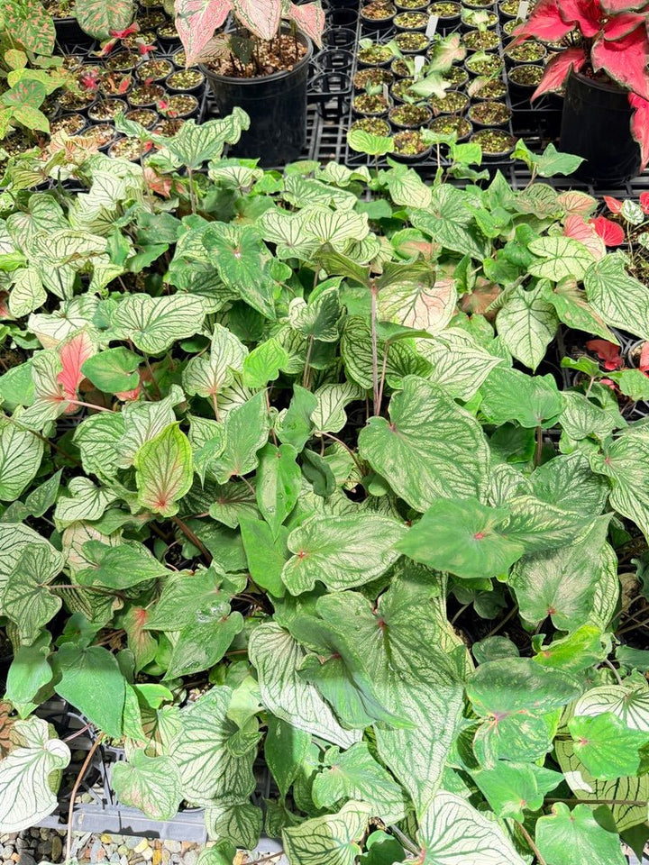 Caladium Bicolor - NOID [Free] All states ok | Uprooted