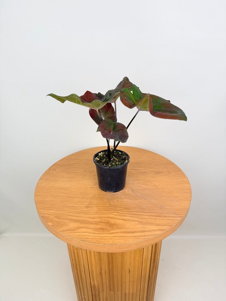 Caladium Bicolor - NOID Red Green | Uprooted