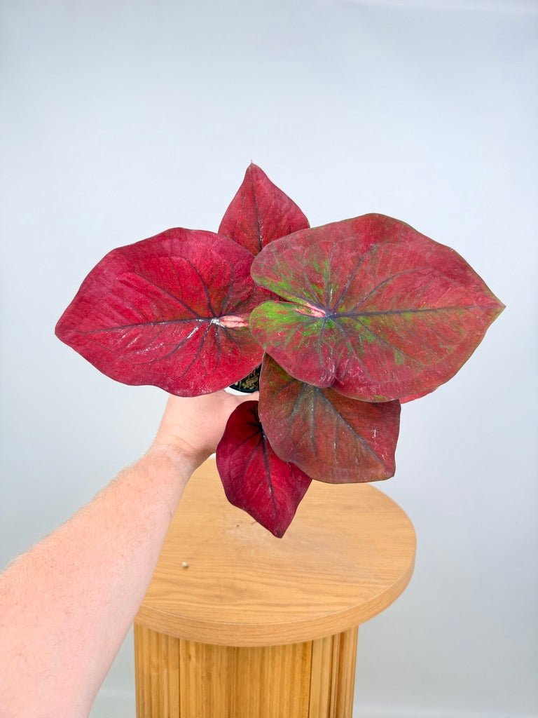 Caladium Bicolor - NOID Red Green | Uprooted
