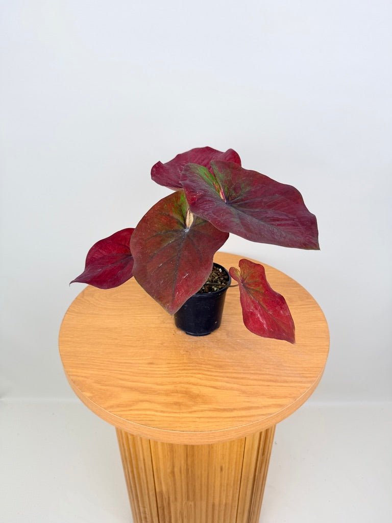 Caladium Bicolor - NOID Red Green | Uprooted