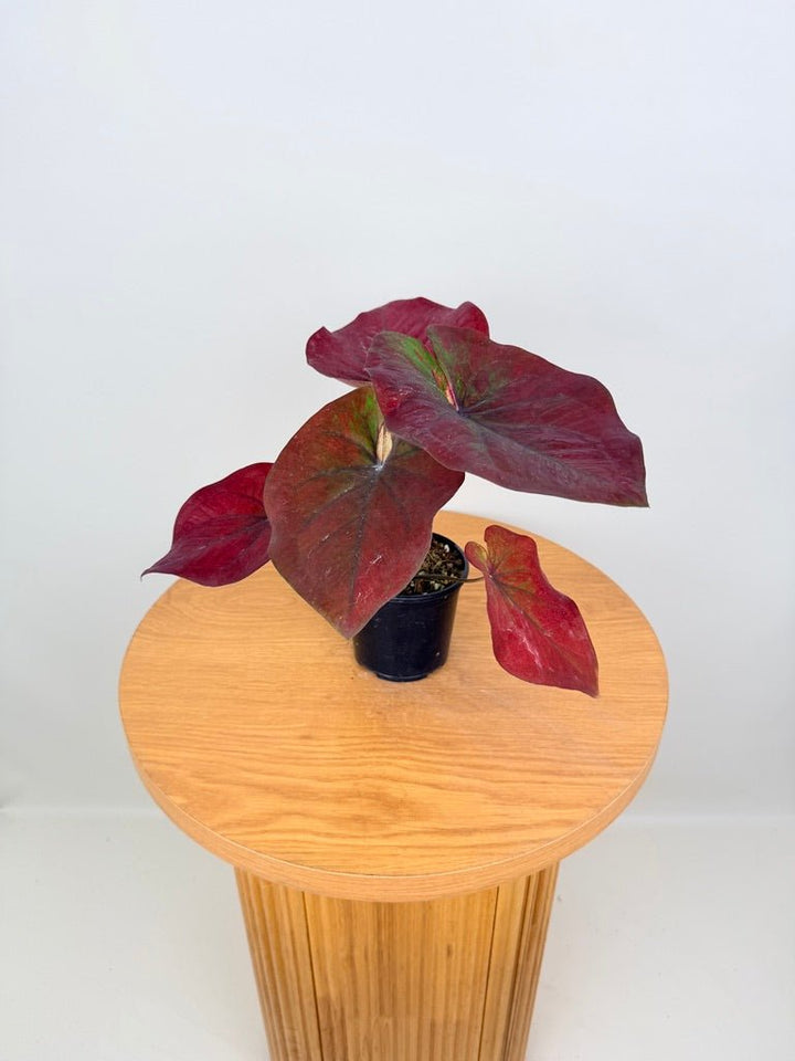 Caladium Bicolor - NOID Red Green | Uprooted