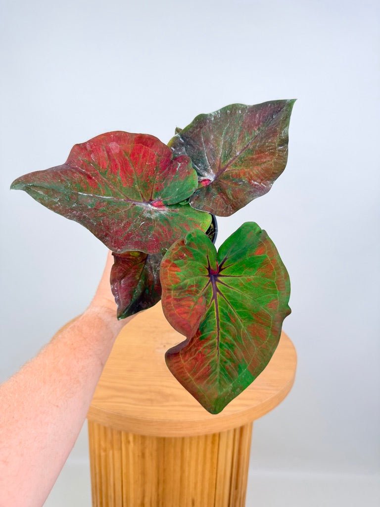 Caladium Bicolor - NOID Red Green | Uprooted