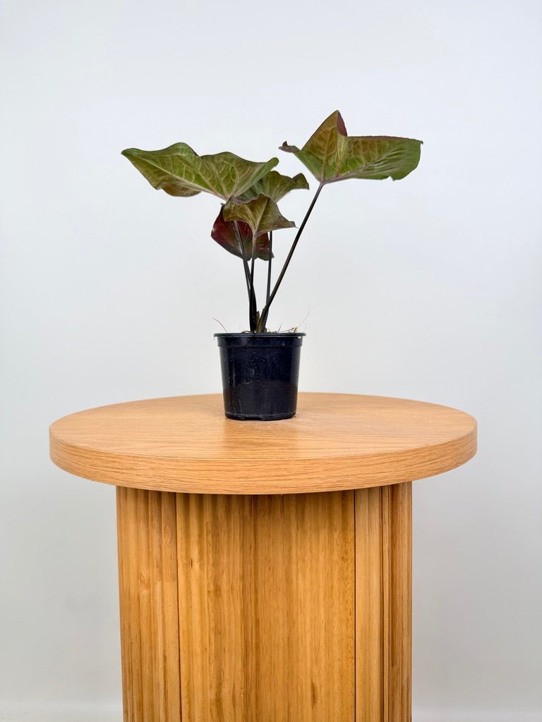 Caladium Bicolor - NOID Red Green | Uprooted