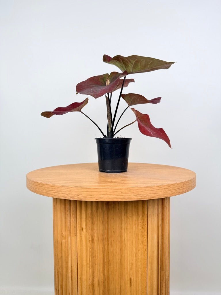 Caladium Bicolor - NOID Red Green | Uprooted