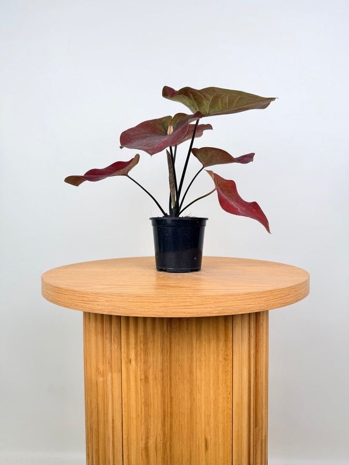 Caladium Bicolor - NOID Red Green | Uprooted