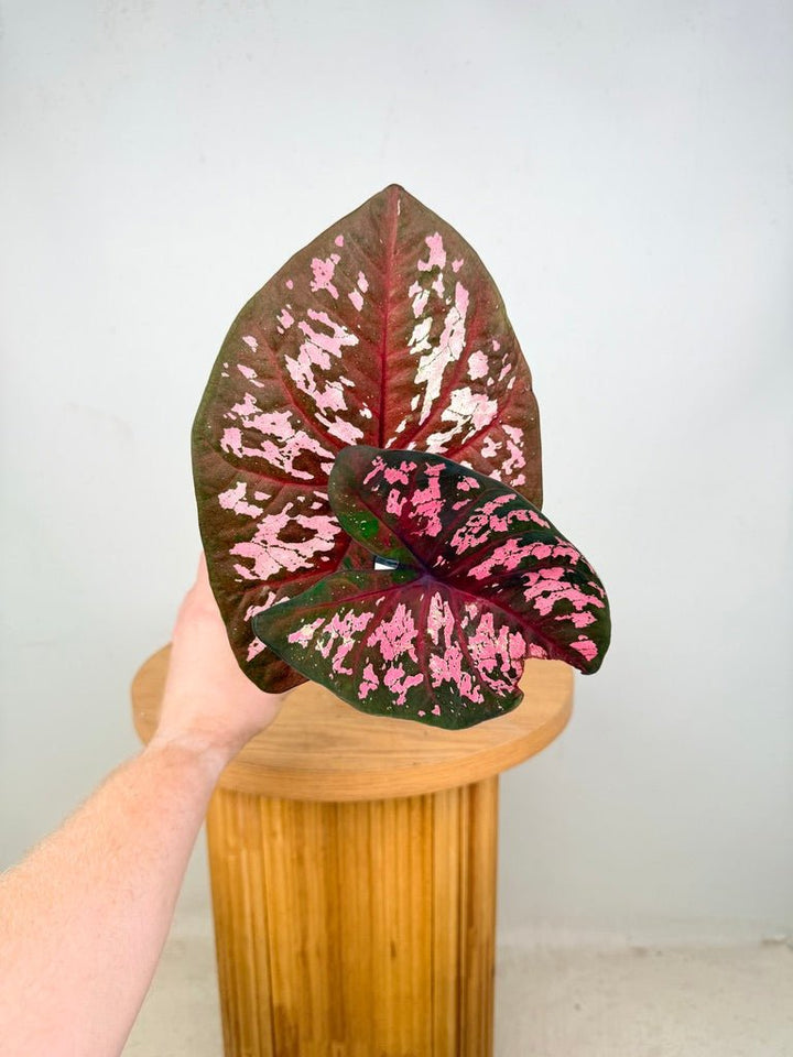 Caladium Bicolor - PFBB009 | Uprooted