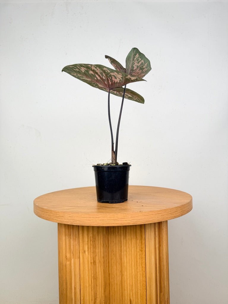 Caladium Bicolor - PFBB009 | Uprooted