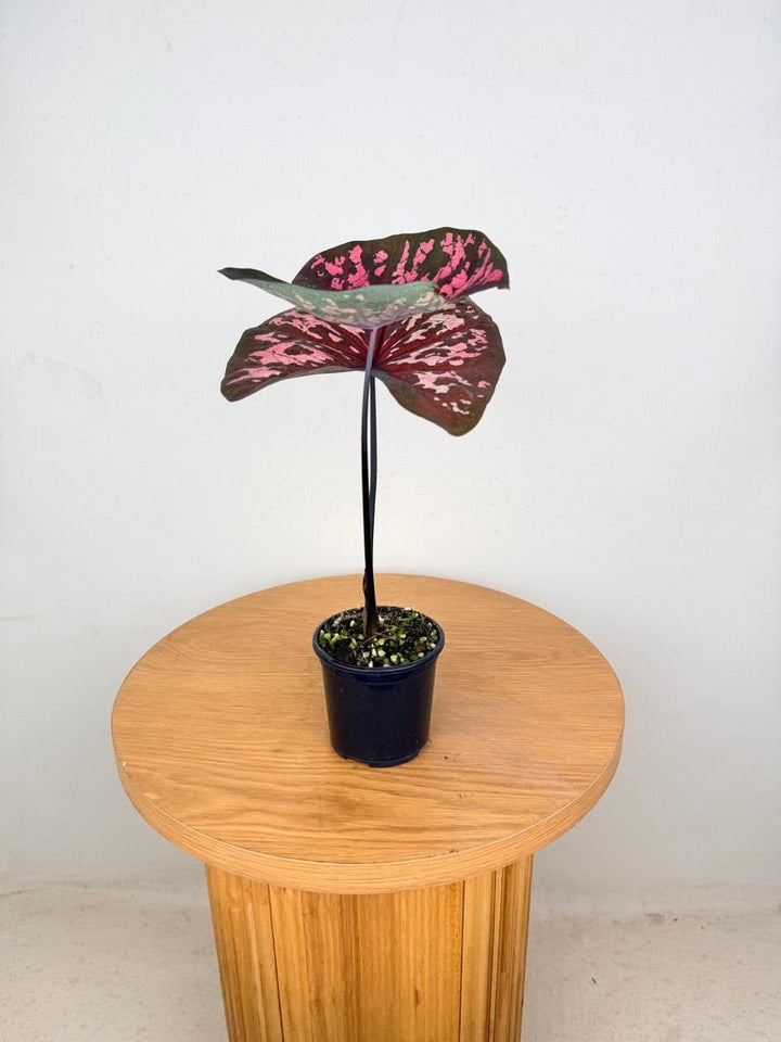 Caladium Bicolor - PFBB009 | Uprooted