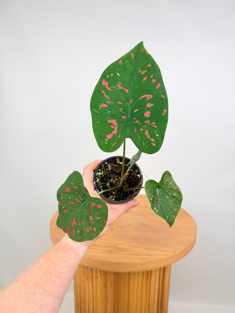 Caladium Bicolor - Poison Dart Frog | Uprooted