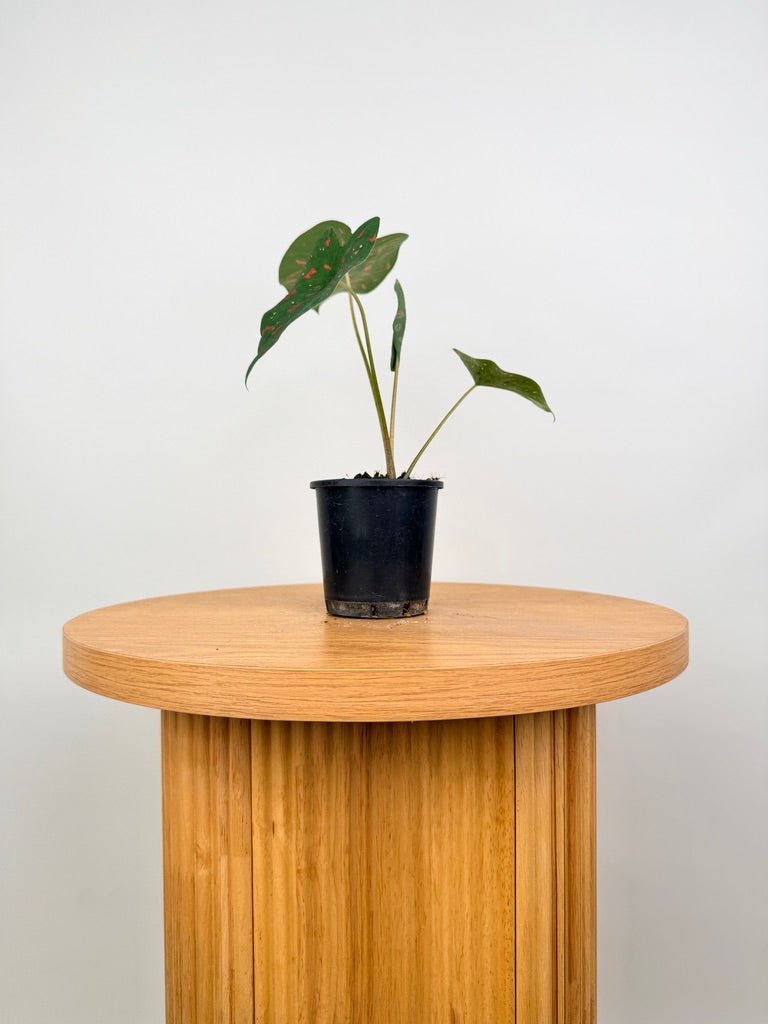 Caladium Bicolor - Poison Dart Frog | Uprooted