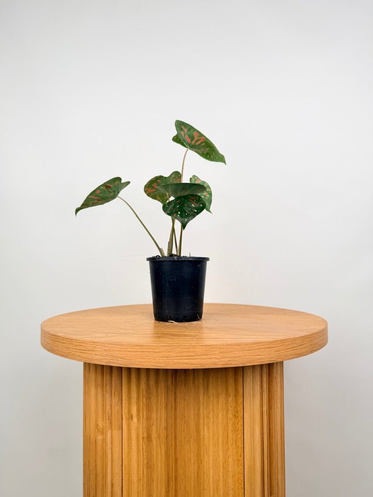 Caladium Bicolor - Poison Dart Frog | Uprooted