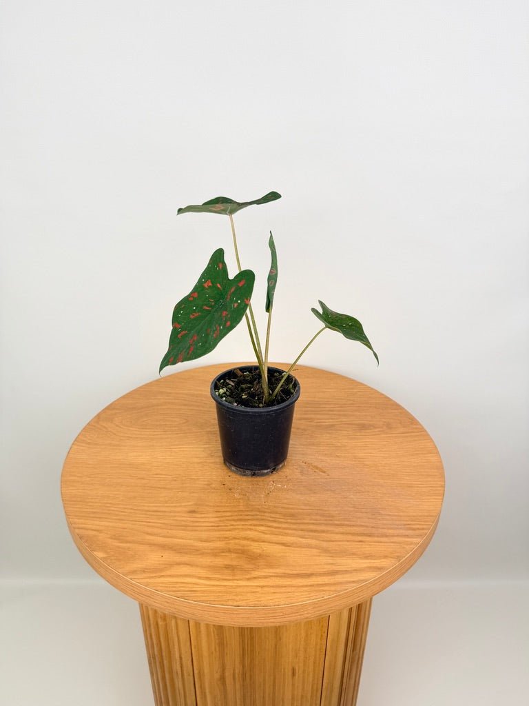 Caladium Bicolor - Poison Dart Frog | Uprooted