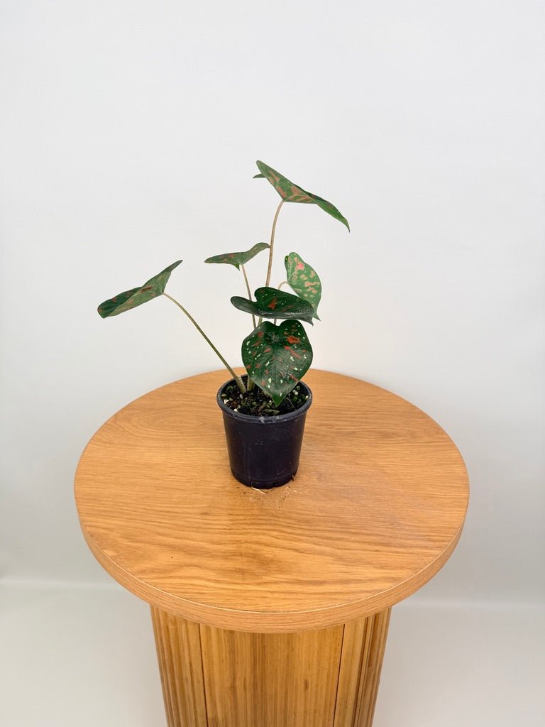 Caladium Bicolor - Poison Dart Frog | Uprooted