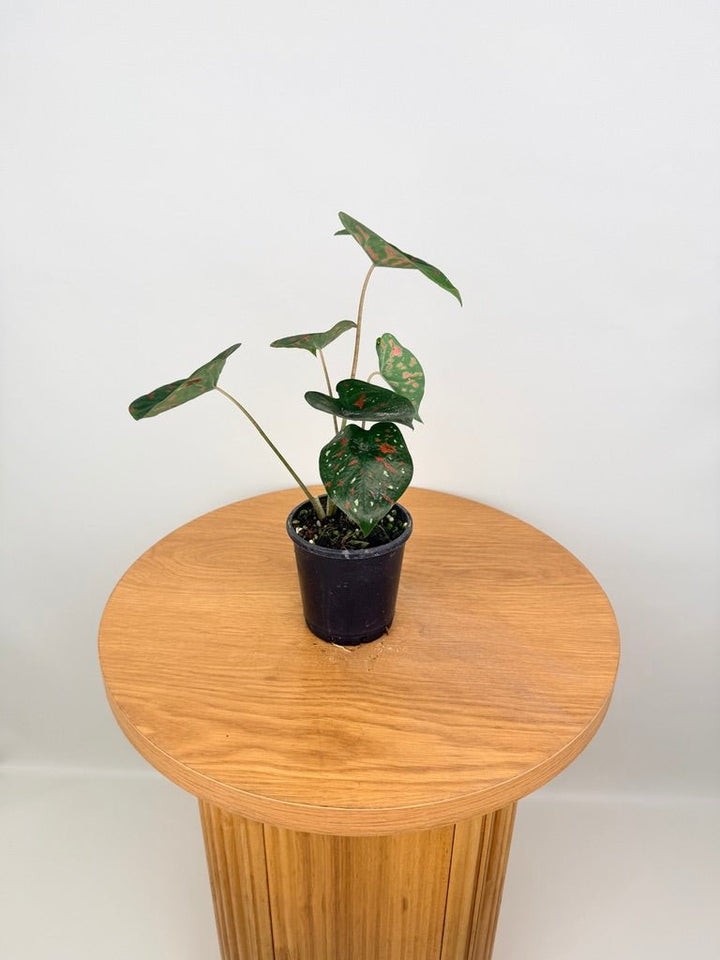 Caladium Bicolor - Poison Dart Frog | Uprooted