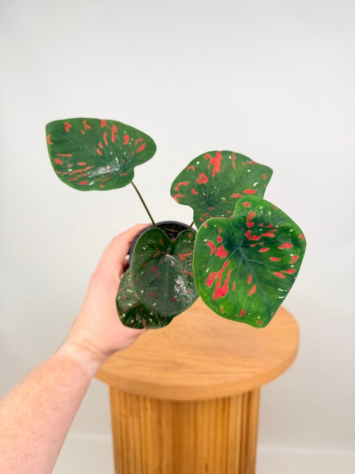 Caladium Bicolor - Poison Dart Frog | Uprooted