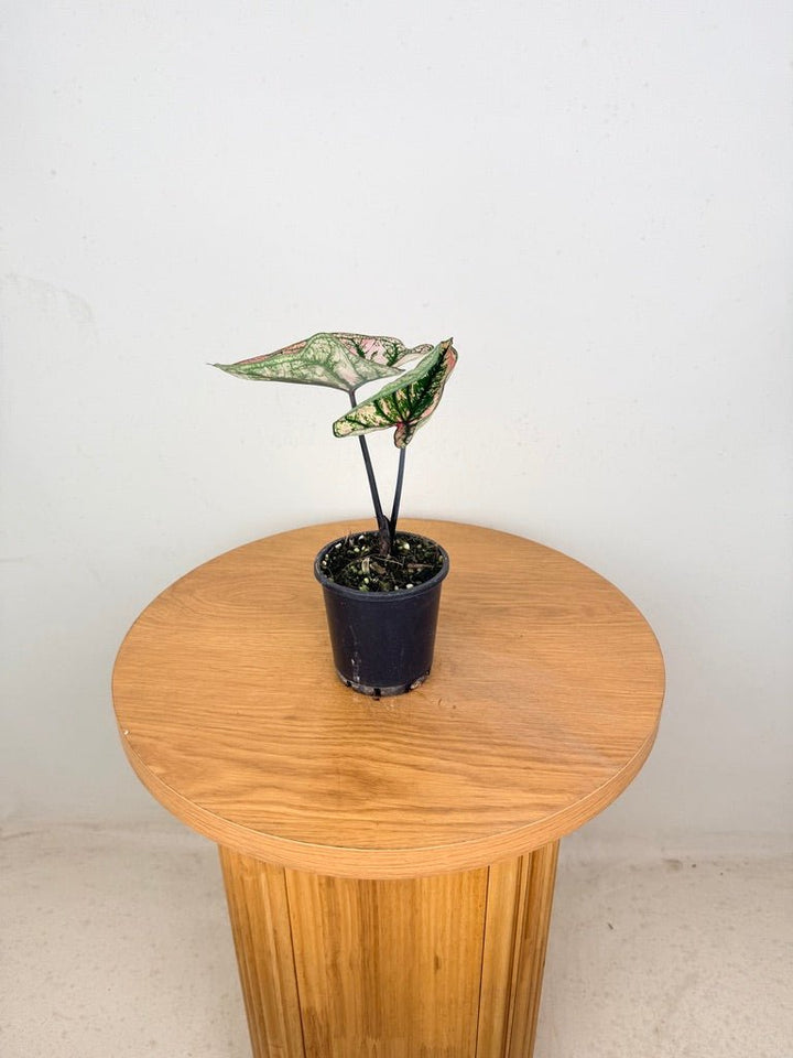 Caladium Bicolor - Purple Light | Uprooted