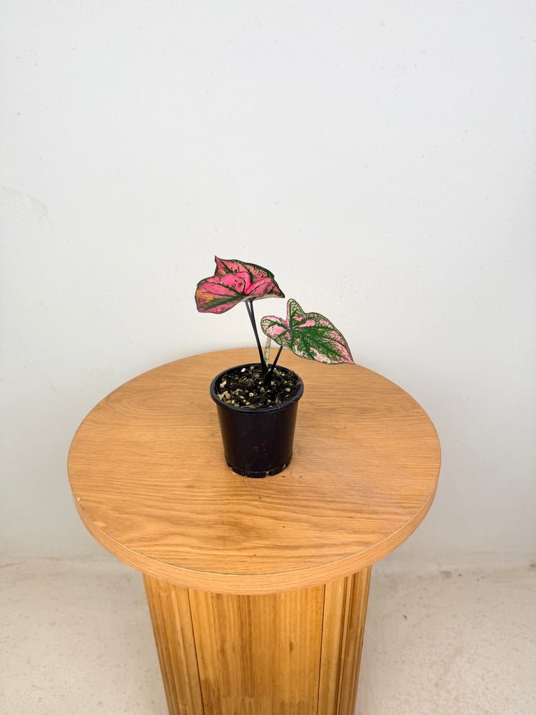 Caladium Bicolor - Purple Light | Uprooted