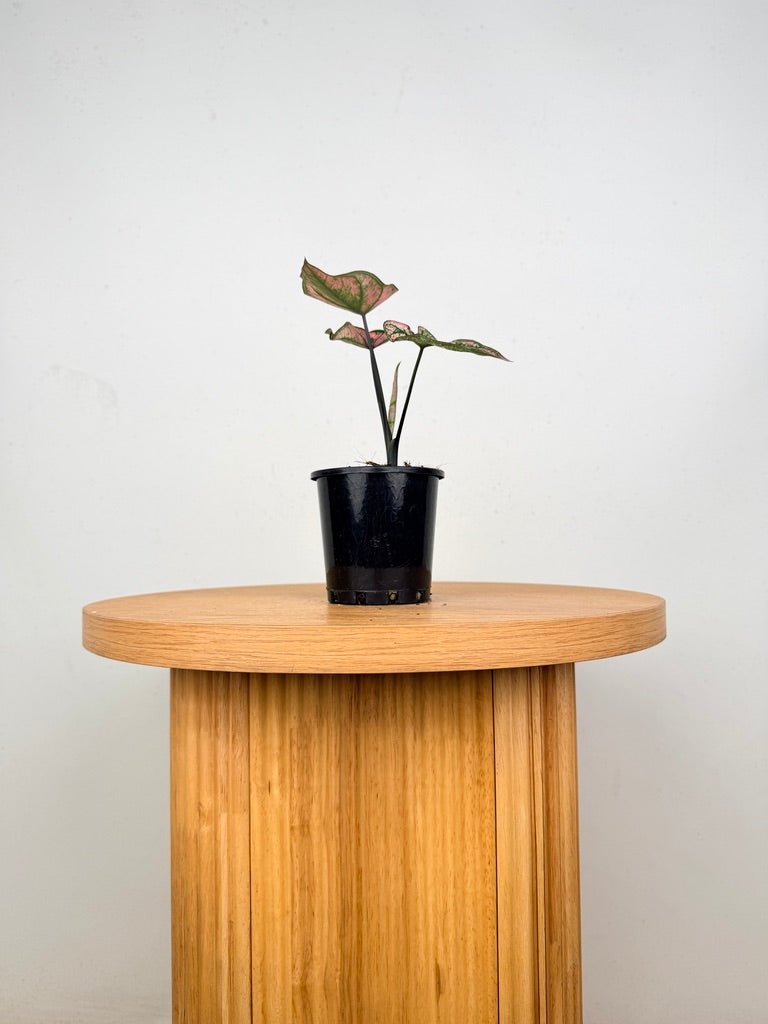 Caladium Bicolor - Purple Light | Uprooted