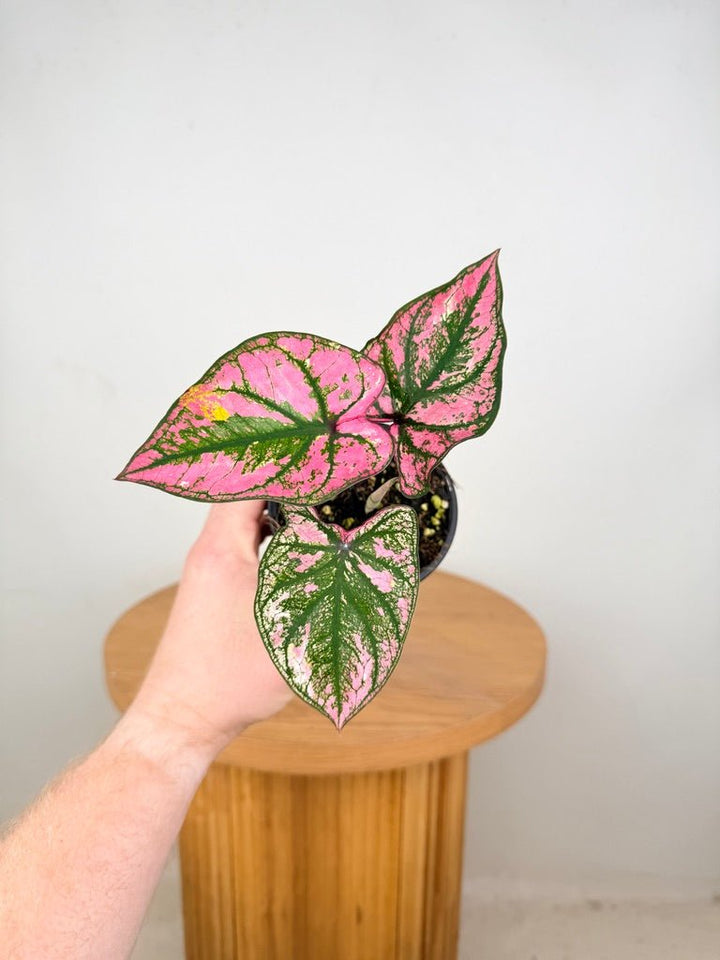Caladium Bicolor - Purple Light | Uprooted