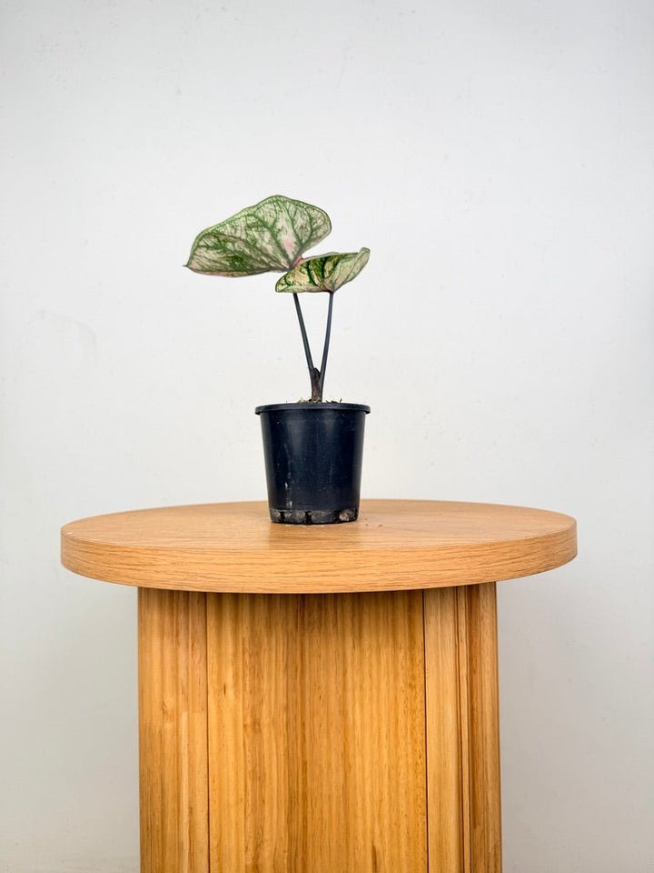 Caladium Bicolor - Purple Light | Uprooted