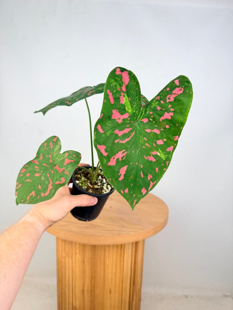 Caladium Bicolor - Raspberry Moon | Uprooted