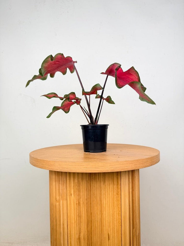 Caladium Bicolor - Red Speckle Dwarf | Uprooted