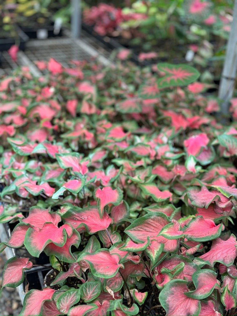 Caladium Bicolor - Red Speckle Dwarf | Uprooted
