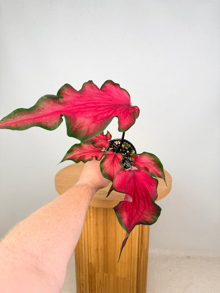 Caladium Bicolor - Red Speckle Dwarf | Uprooted