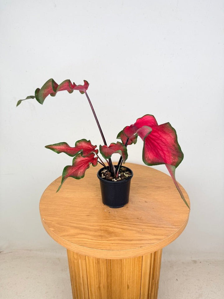 Caladium Bicolor - Red Speckle Dwarf | Uprooted
