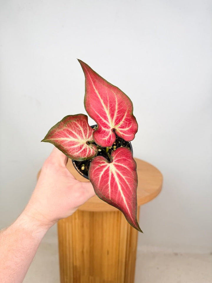 Caladium Bicolor - Rich of Thai | Uprooted