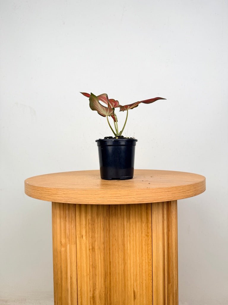 Caladium Bicolor - Rich of Thai | Uprooted