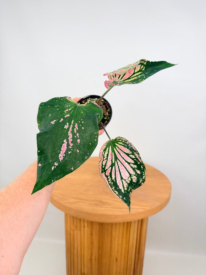 Caladium Bicolor - Thai Beauty | Uprooted