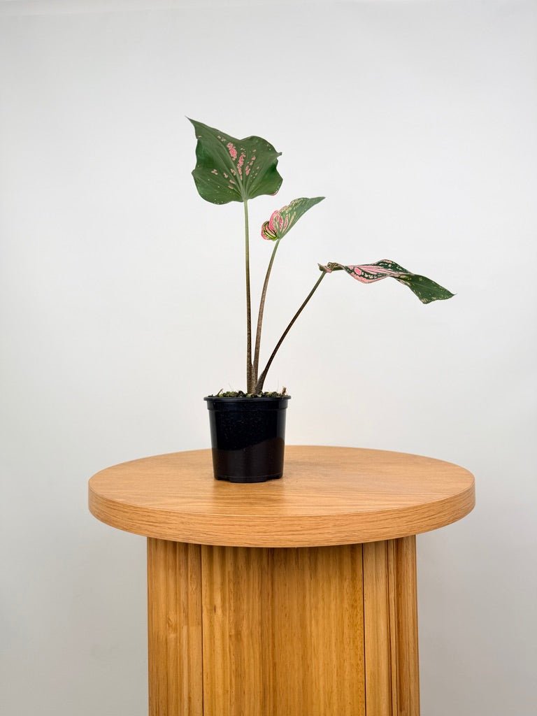 Caladium Bicolor - Thai Beauty | Uprooted