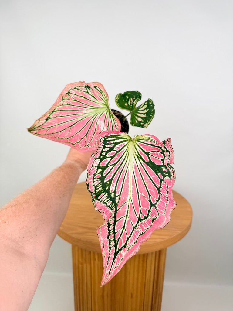 Caladium Bicolor - Thai Beauty | Uprooted