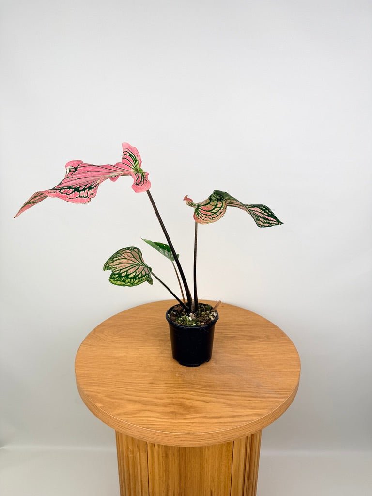 Caladium Bicolor - Thai Beauty | Uprooted