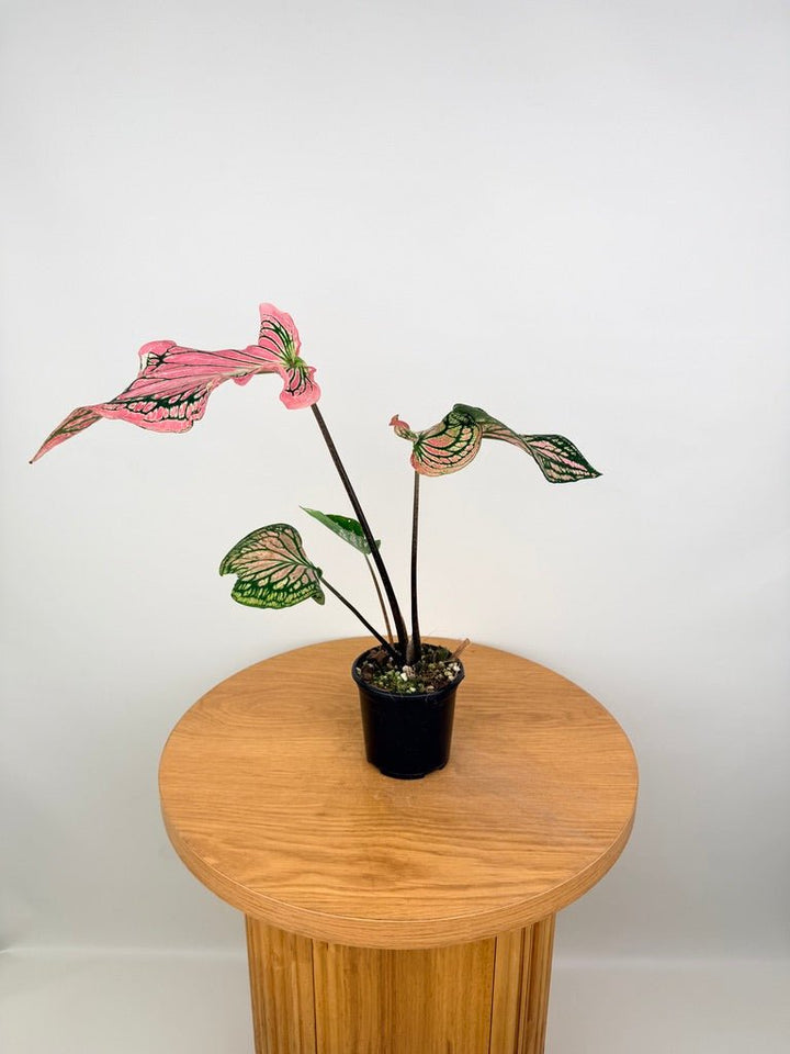 Caladium Bicolor - Thai Beauty | Uprooted
