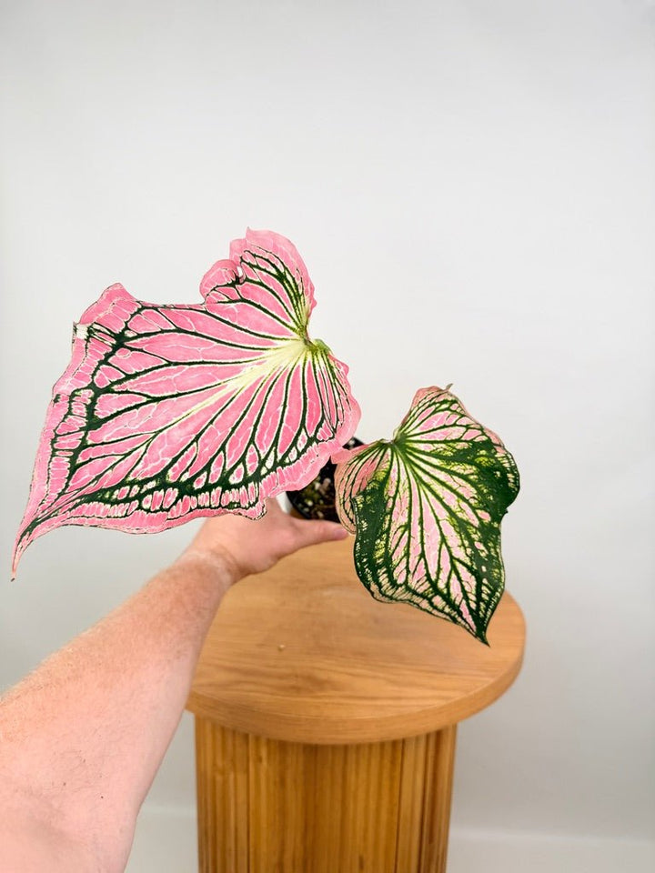 Caladium Bicolor - Thai Beauty | Uprooted