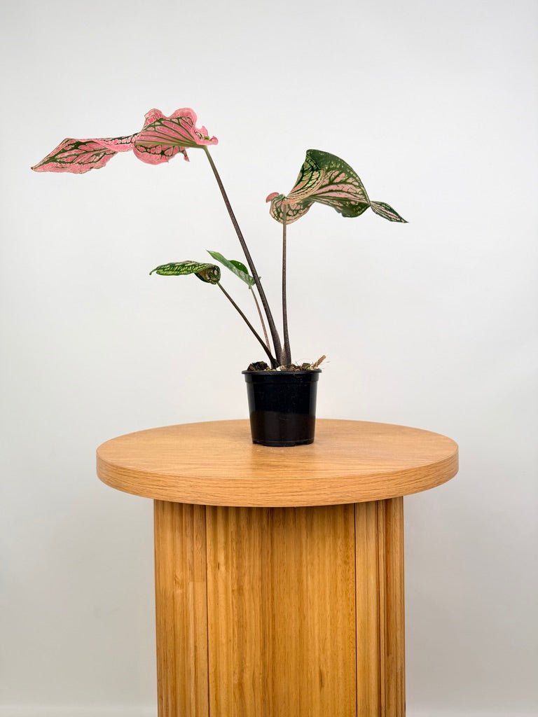 Caladium Bicolor - Thai Beauty | Uprooted