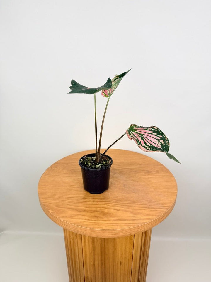 Caladium Bicolor - Thai Beauty | Uprooted