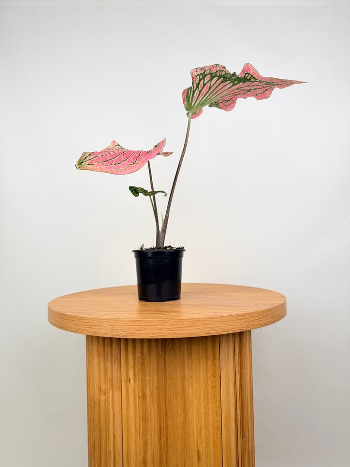 Caladium Bicolor - Thai Beauty | Uprooted
