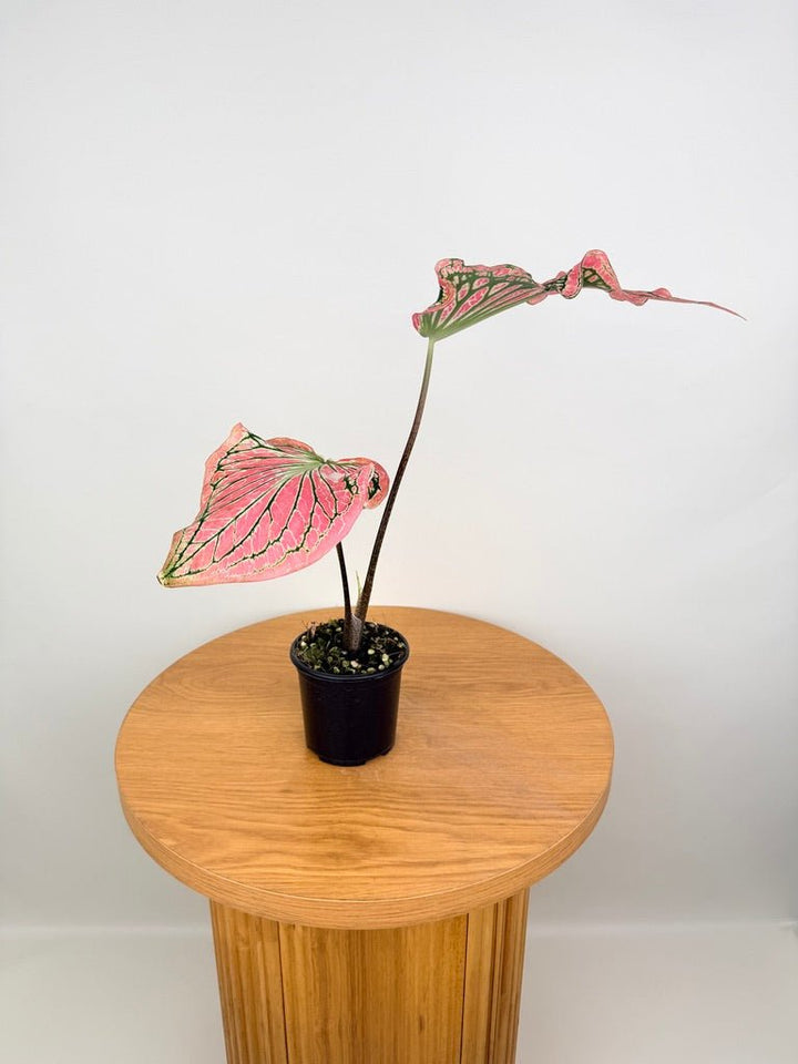 Caladium Bicolor - Thai Beauty | Uprooted