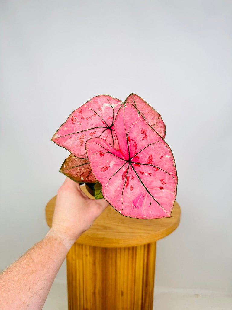 Caladium Bicolor - The Scarlet Girl | Uprooted