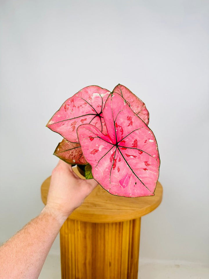 Caladium Bicolor - The Scarlet Girl | Uprooted