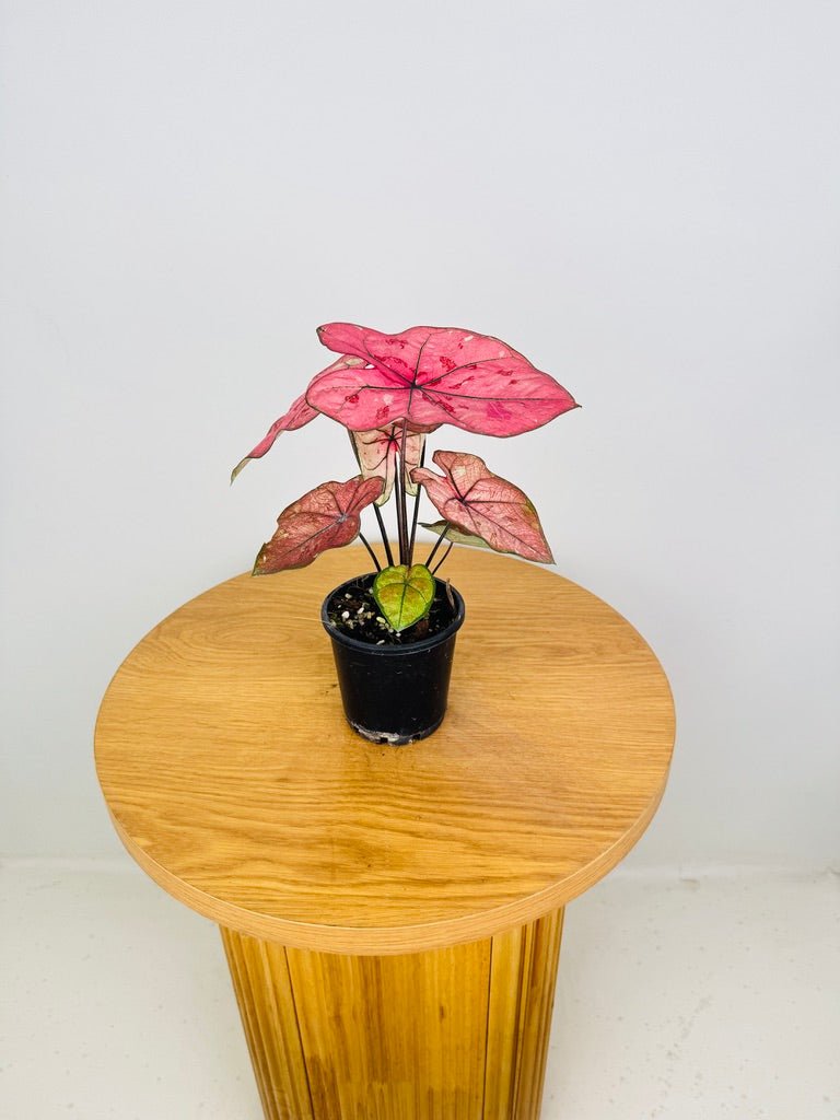 Caladium Bicolor - The Scarlet Girl | Uprooted
