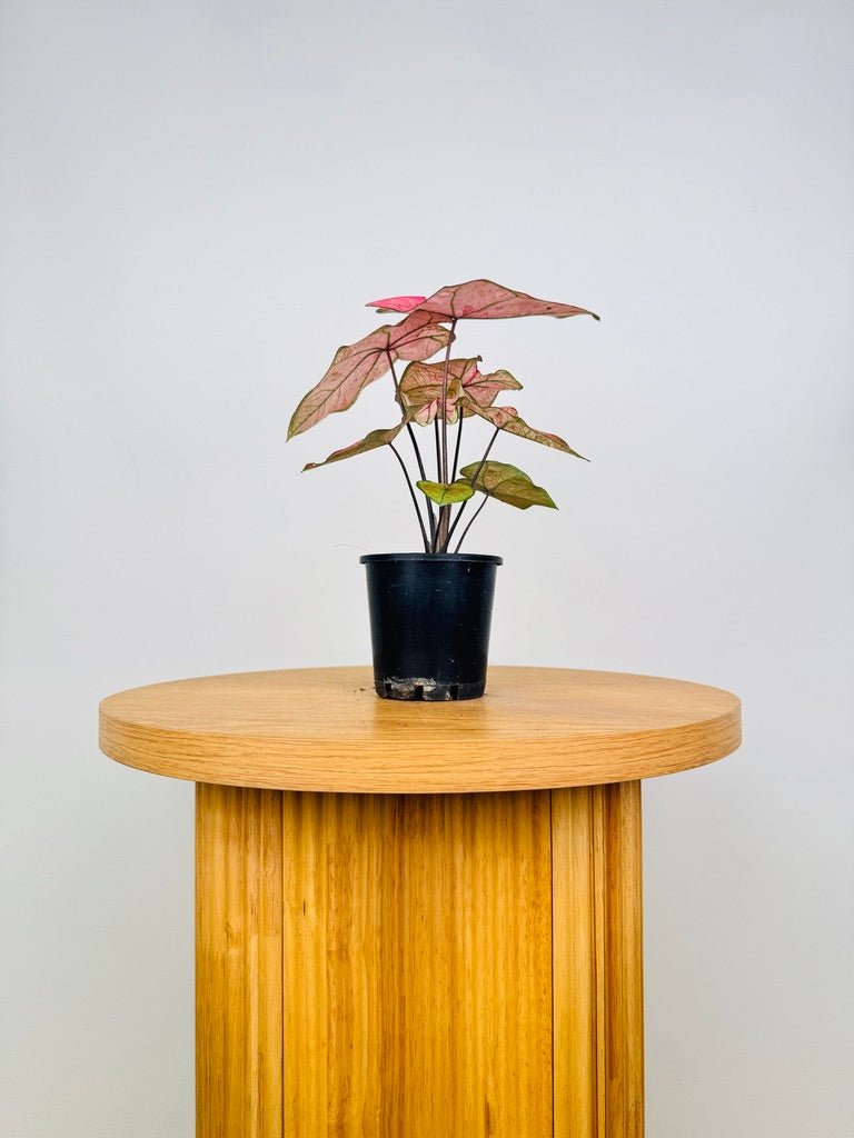 Caladium Bicolor - The Scarlet Girl | Uprooted
