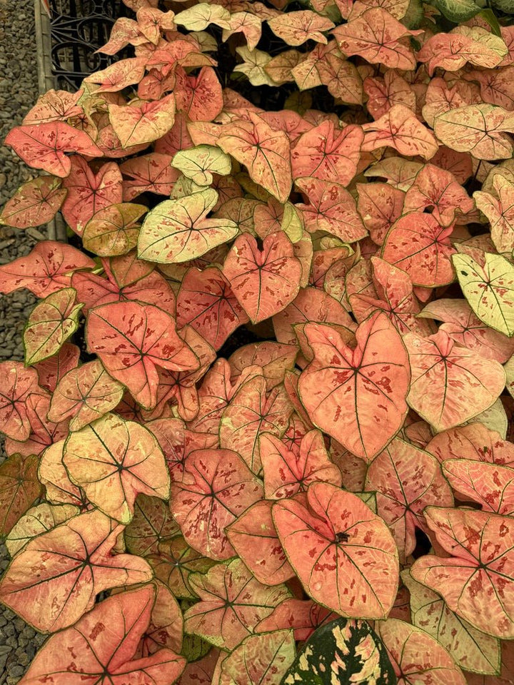 Caladium Bicolor - The Scarlet Girl | Uprooted