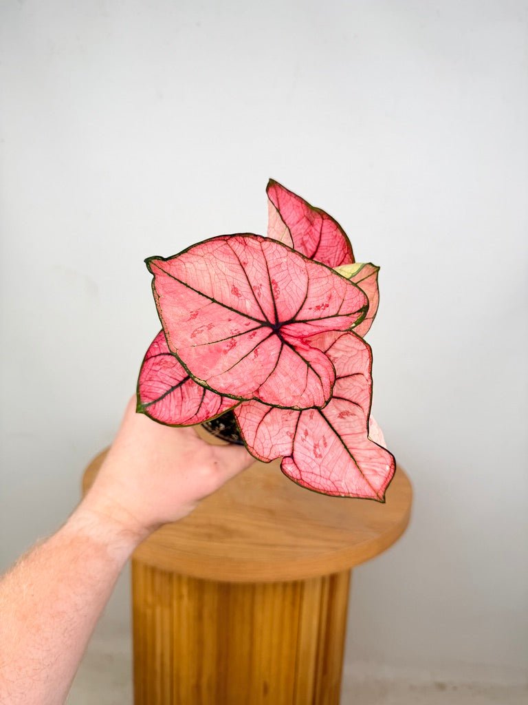 Caladium Bicolor - The Scarlet Girl | Uprooted