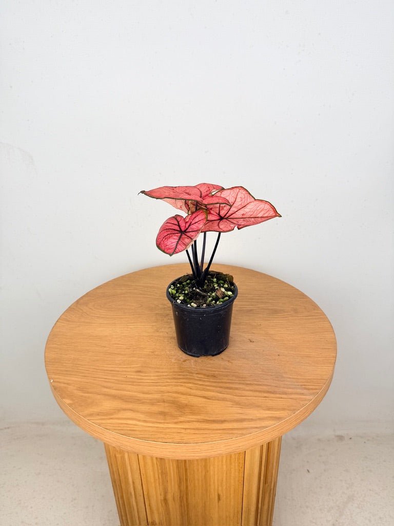 Caladium Bicolor - The Scarlet Girl | Uprooted