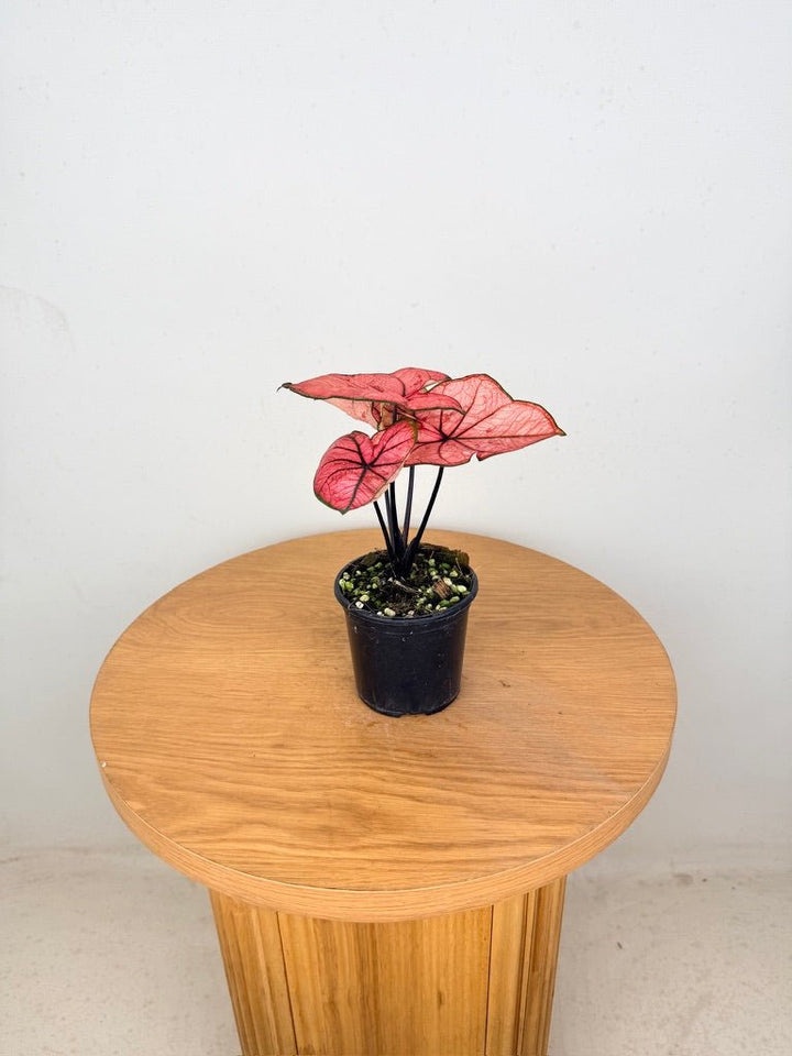 Caladium Bicolor - The Scarlet Girl | Uprooted
